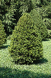 Emerald Peak Yew (Taxus cuspidata 'Tvurdy') at A Very Successful Garden Center
