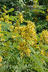 Wild Senna (Cassia marilandica) at The Mustard Seed