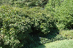 Dwarf Fragrant Viburnum (Viburnum farreri 'Nanum') at A Very Successful Garden Center