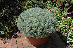Curry Plant (Helichrysum italicum) at A Very Successful Garden Center