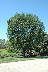 Urbanite Green Ash (Fraxinus pennsylvanica 'Urbdell') at A Very Successful Garden Center