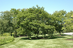 Sakhalin Cork Tree (Phellodendron sachalinense) at Stonegate Gardens