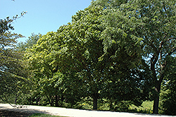Jade Glen Norway Maple (Acer platanoides 'Jade Glen') at A Very Successful Garden Center