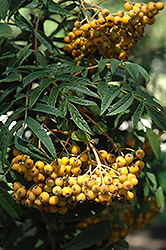 Amur Mountain Ash (Sorbus pohuashanensis) at Lakeshore Garden Centres