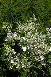 White Lace Hydrangea (Hydrangea paniculata 'White Lace') at A Very Successful Garden Center