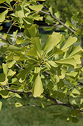Aurea Ginkgo (Ginkgo biloba 'Aurea') at Lakeshore Garden Centres