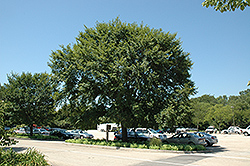Vanguard Elm (Ulmus 'Morton Plainsman') at Lakeshore Garden Centres