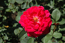Hi Neighbor Rose (Rosa 'Hi Neighbor') at A Very Successful Garden Center