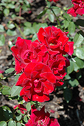 Midwest Living Rose (Rosa 'Midwest Living') at Stonegate Gardens