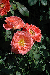 Fashion Rose (Rosa 'Fashion') at A Very Successful Garden Center