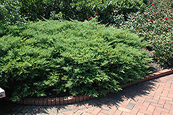 Kallay's Compact Juniper (Juniperus x media 'Kallay's Compact') at Stonegate Gardens