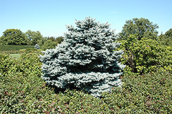 Hunnewelliana Blue Spruce (Picea pungens 'Hunnewelliana') at A Very Successful Garden Center