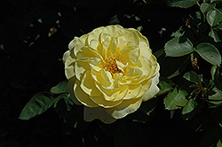 Sun Sprinkles Rose (Rosa 'Sun Sprinkles') at Stonegate Gardens
