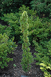 Melford English Yew (Taxus baccata 'Melford') at Lakeshore Garden Centres