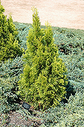 Smaragd Yellow #2 Arborvitae (Thuja occidentalis 'Smaragd Yellow #2') at A Very Successful Garden Center