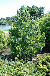 Elegantissima Arborvitae (Thuja orientalis 'Elegantissima') at A Very Successful Garden Center