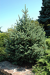 Dragon Spruce (Picea asperata) at A Very Successful Garden Center
