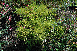 Cave Hill Baldcypress (Taxodium distichum 'Cave Hill') at Lakeshore Garden Centres
