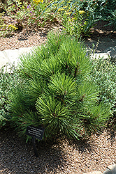 Quinobequin Red Pine (Pinus resinosa 'Quinobequin') at A Very Successful Garden Center