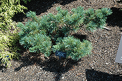 Blue Dwarf Japanese Stone Pine (Pinus pumila 'Blue Dwarf') at Lakeshore Garden Centres