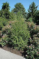 Cherry Valley Larch (Larix decidua 'Cherry Valley') at A Very Successful Garden Center