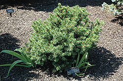 Gregoryana Parsonii Norway Spruce (Picea abies 'Gregoryana Parsonii') at A Very Successful Garden Center