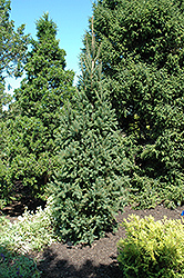Columnar Norway Spruce (Picea abies 'Cupressina') at A Very Successful Garden Center