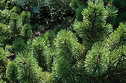 Green Candle Mugo Pine (Pinus mugo 'Green Candle') at A Very Successful Garden Center