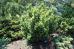 Kornik Yew (Taxus baccata 'Kornik') at Stonegate Gardens