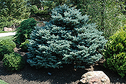 Viola Colorado Spruce (Picea pungens 'Viola') at Stonegate Gardens