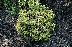 Tom Thumb Oriental Spruce (Picea orientalis 'Tom Thumb') at A Very Successful Garden Center