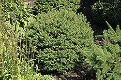Hildburghausen Norway Spruce (Picea abies 'Hildburghausen') at Stonegate Gardens