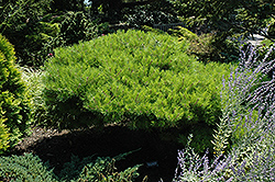 Low Glow Japanese Red Pine (Pinus densiflora 'Low Glow') at A Very Successful Garden Center