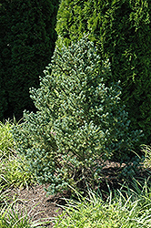 Blue Tear Drop Black Spruce (Picea mariana 'Blue Tear Drop') at A Very Successful Garden Center
