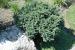 Karel Dwarf Serbian Spruce (Picea omorika 'Karel') at A Very Successful Garden Center