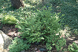 Brzeg English Yew (Taxus baccata 'Brzeg') at Stonegate Gardens
