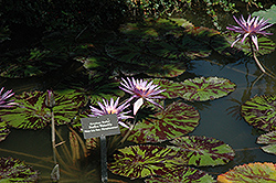 Foxfire Tropical Water Lily (Nymphaea 'Foxfire') at A Very Successful Garden Center