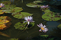 Avalanche Tropical Water Lily (Nymphaea 'Avalanche') at Stonegate Gardens