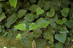 Russian Ivy (Hedera pastuchovii) at Stonegate Gardens
