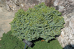 Pimoko Spruce (Picea omorika 'Pimoko') at Stonegate Gardens