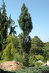 Blue Fastigiate Scotch Pine (Pinus sylvestris 'Glauca Fastigiata') at A Very Successful Garden Center