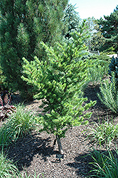 Teddy Krueger Jack Pine (Pinus banksiana 'Teddy Krueger') at A Very Successful Garden Center