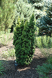 David Golden Irish Yew (Taxus baccata 'David') at A Very Successful Garden Center