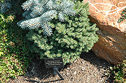 Linwood White Spruce (Picea glauca 'Linwood') at Lakeshore Garden Centres