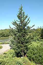 Hillside Upright Spruce (Picea abies 'Hillside Upright') at Stonegate Gardens