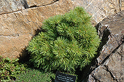 Horsford White Pine (Pinus strobus 'Horsford') at Stonegate Gardens