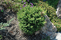 Middle Road Norway Spruce (Picea abies 'Middle Road') at A Very Successful Garden Center
