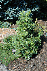 Dwarf Himalayan Pine (Pinus wallichiana 'Nana') at A Very Successful Garden Center