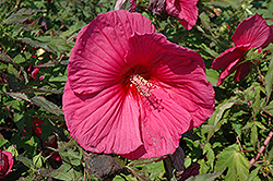 Eruption Hibiscus (Hibiscus 'Eruption') at A Very Successful Garden Center