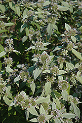 Hoary Mountain Mint (Pycnanthemum incanum) at Stonegate Gardens